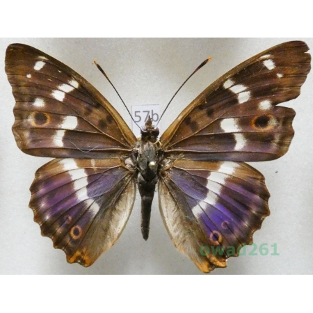 Apatura ilia f. ilia Czech57b